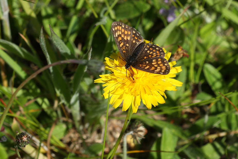 Melitaea athalia_8878