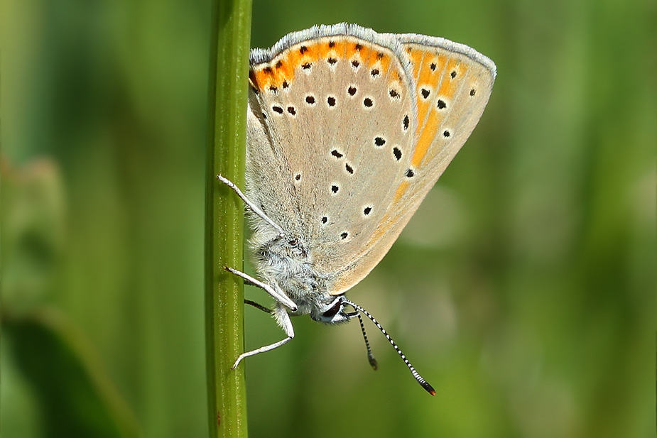 Lycaena hippothoe_8933