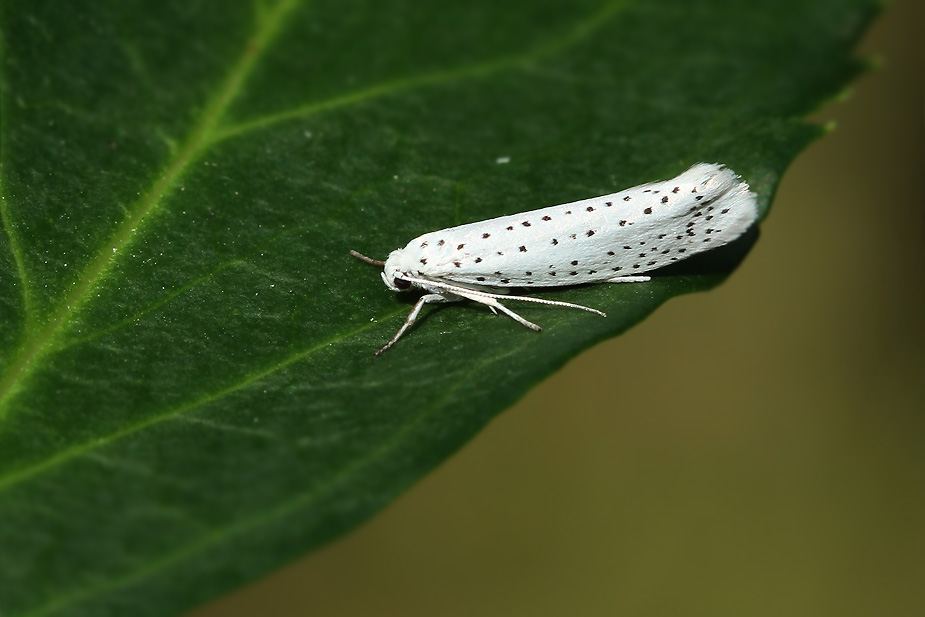 Yponomeuta evonymella
