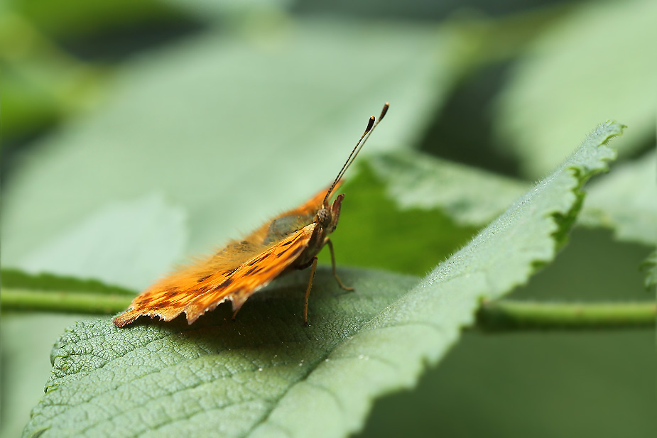 Polygonia c-album_9010