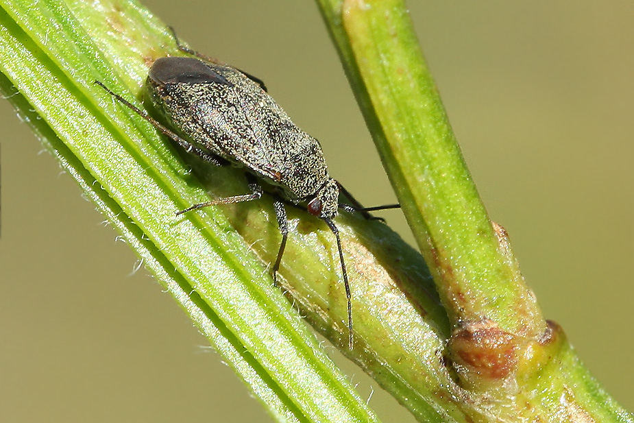 Heterocordylus tibialis_9014