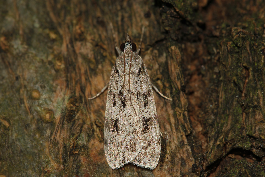 Scoparia sp._9019