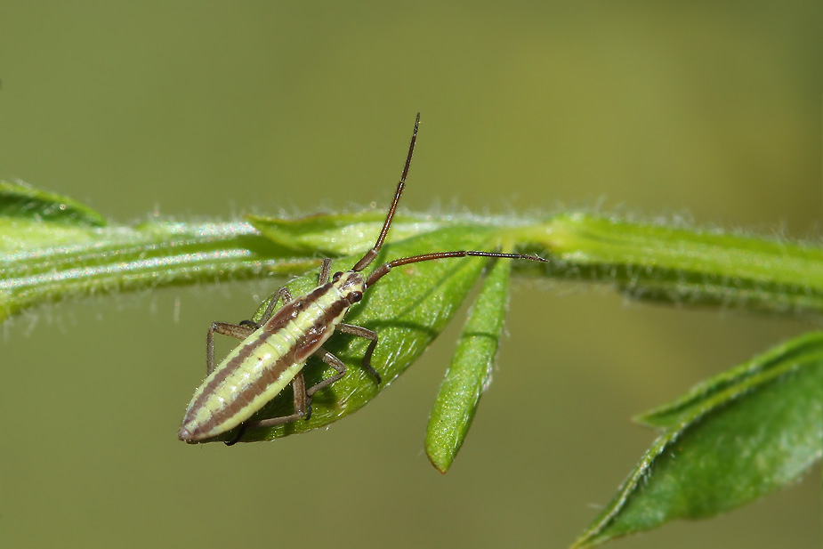 Leptopterna ferrugata_9039
