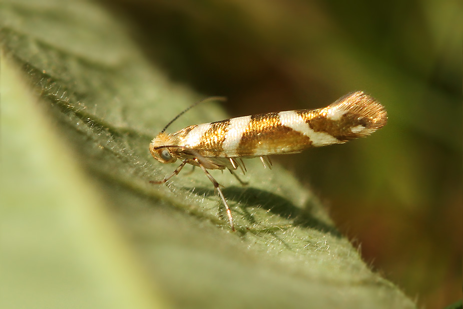 Argyresthia goedartella_9073