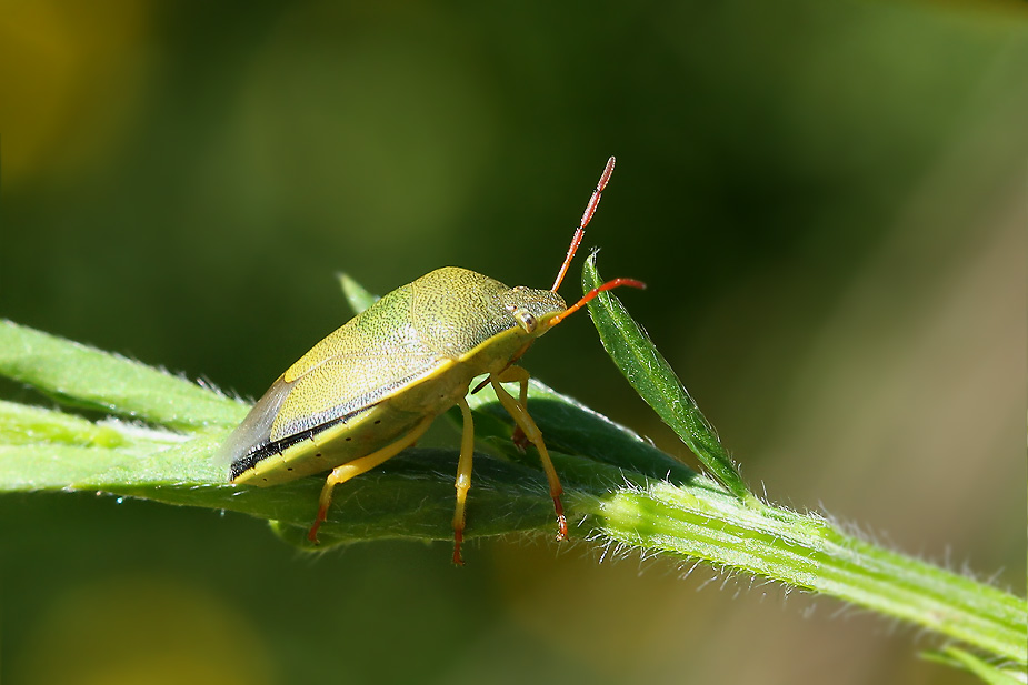 Piezodorus lituratus_9088