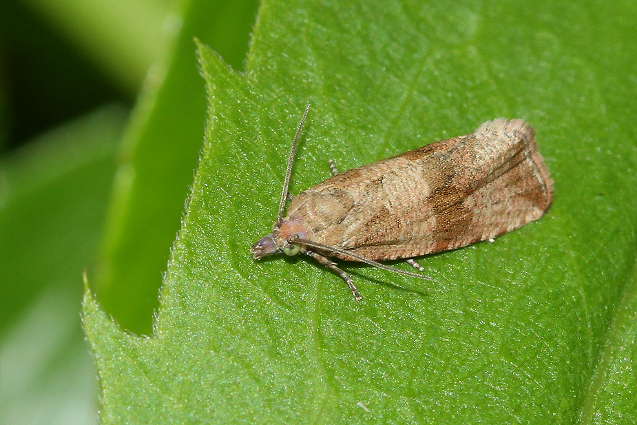 Celypha striana_9144