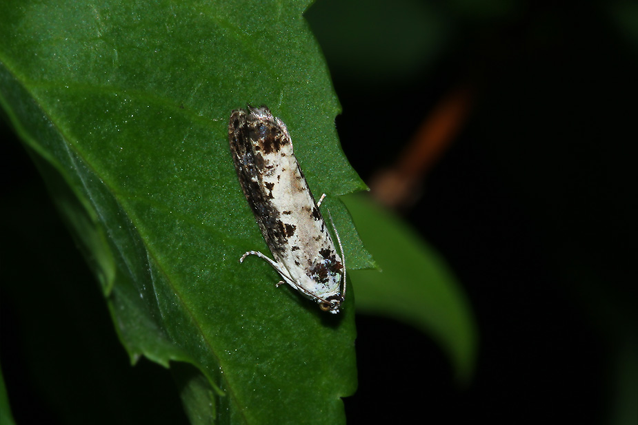 Hedya salicella_9180