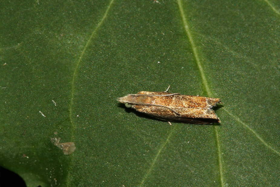 Epinotia tenerana_9185