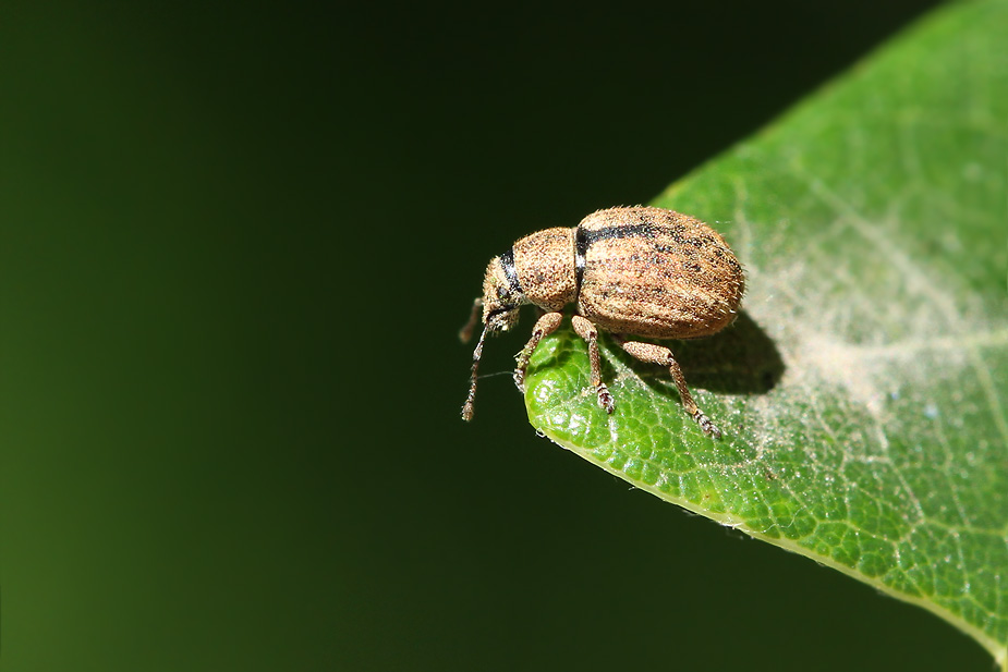 Strophosoma melanogrammum_9199