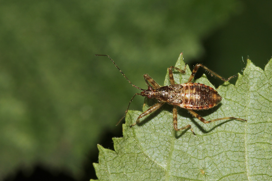 Himacerus apterus_9234