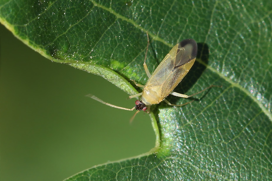 Phylus melanocephalus_9245