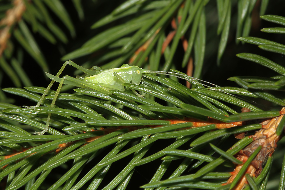 Meconema thalassinum_9266