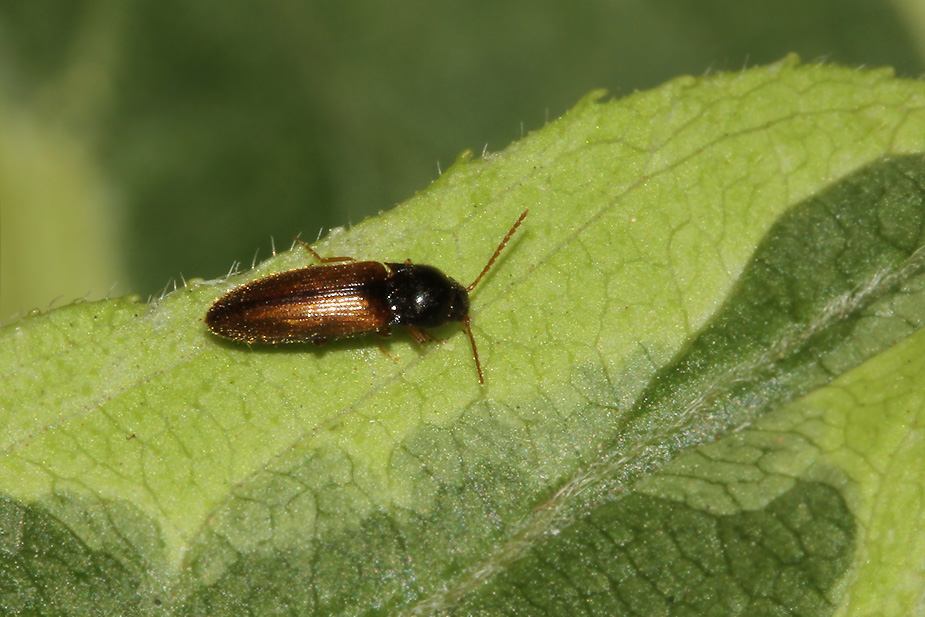 Adrastus pallens_9271