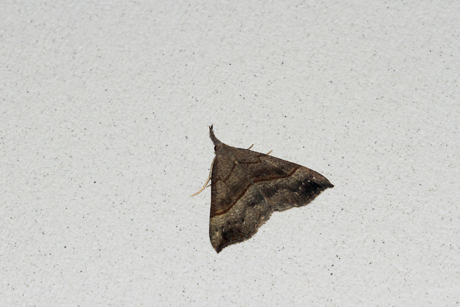Hypena proboscidalis_9290