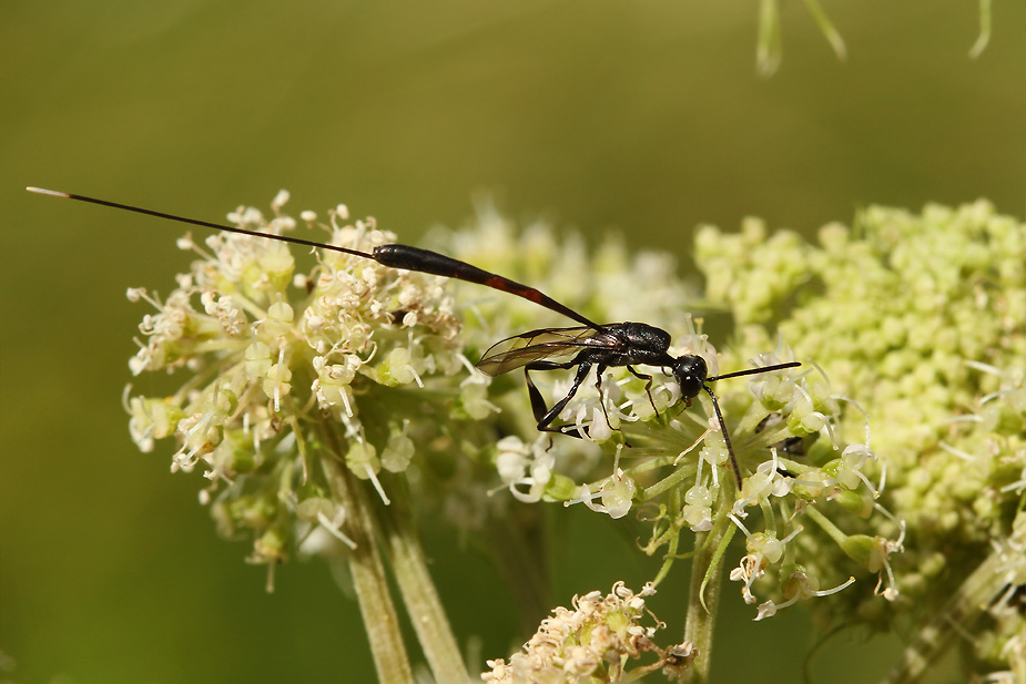 Gasteruption jaculator_9336