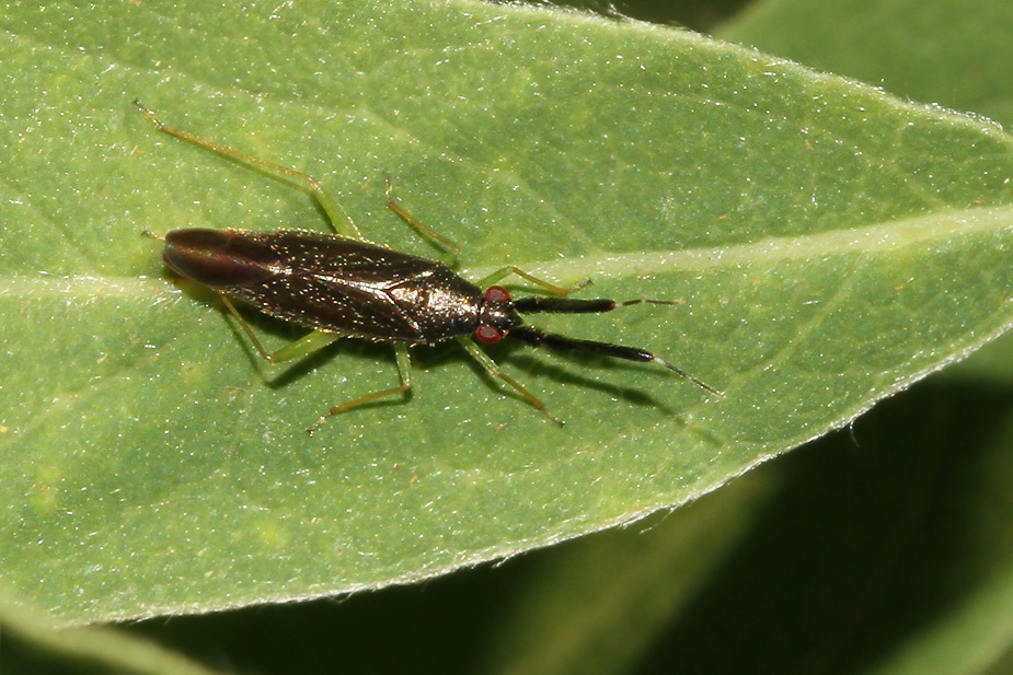 Heterotoma planicornis_9373