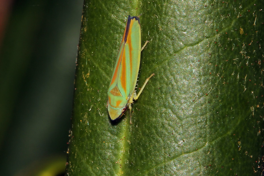 Graphocephala fennahi_9380