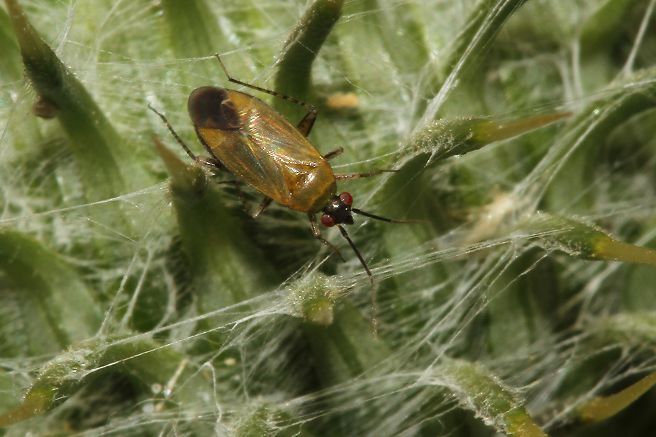 Plagiognathus arbustorum_9384