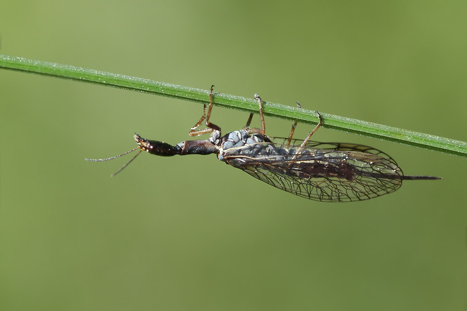 Xanthostigma xanthostigma_9420