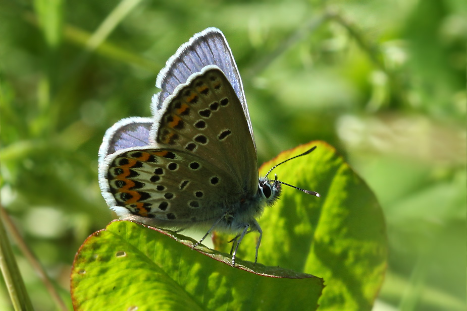 Plebejus idas_9429