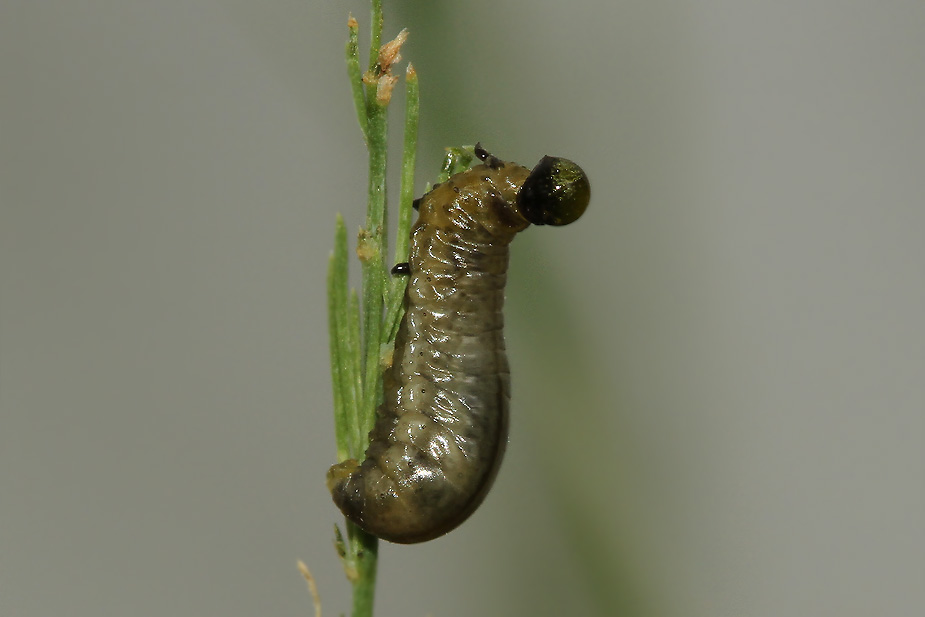 Crioceris asparagi_9430