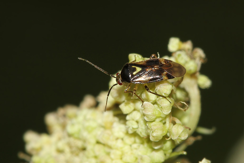 Orthops basalis_9465