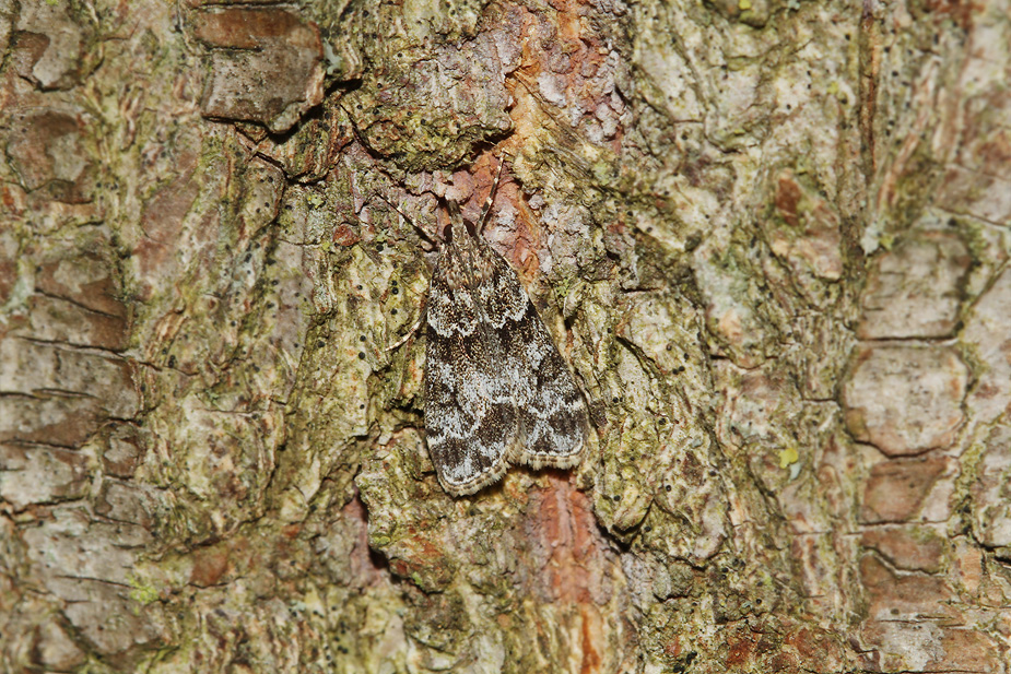 Dipleurina lacustrata_9476