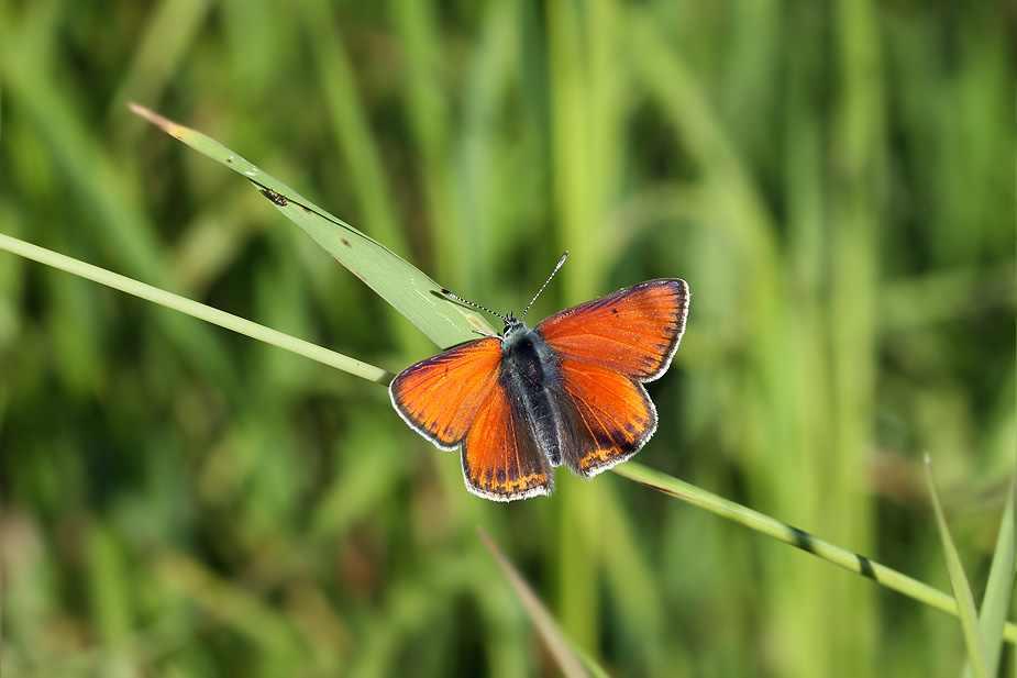 Lycaena hippothoe_9497