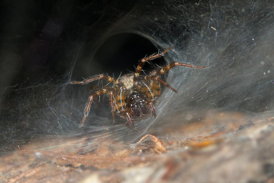 Textrix denticulata_9555