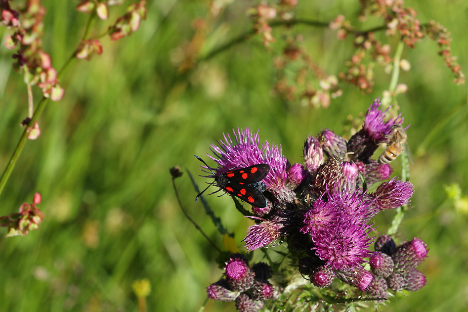 Zygaena lonicerae_9557