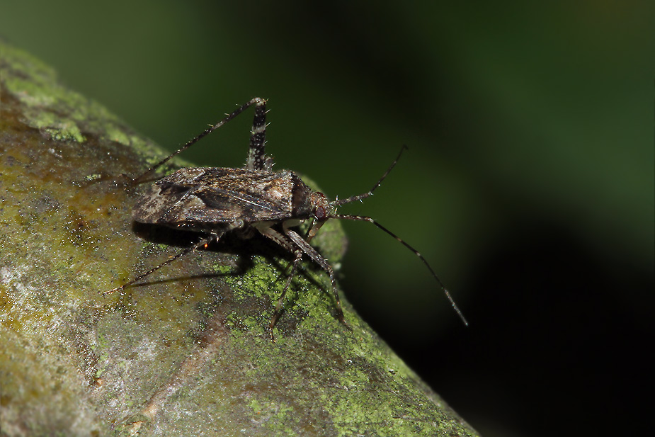 Phytocoris dimidiatus_9565