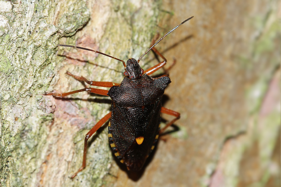 Pentatoma rufipes_9587