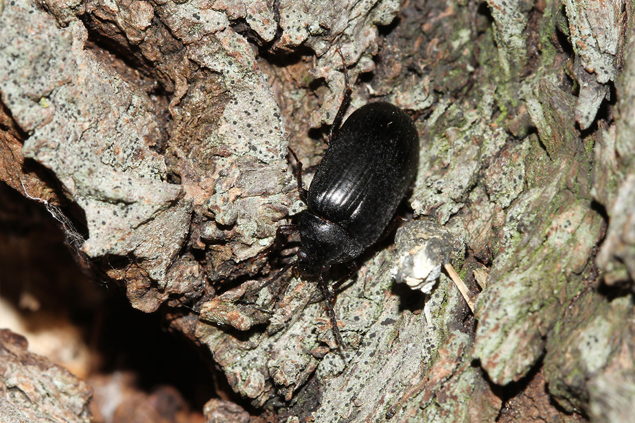 Prionychus ater_9594