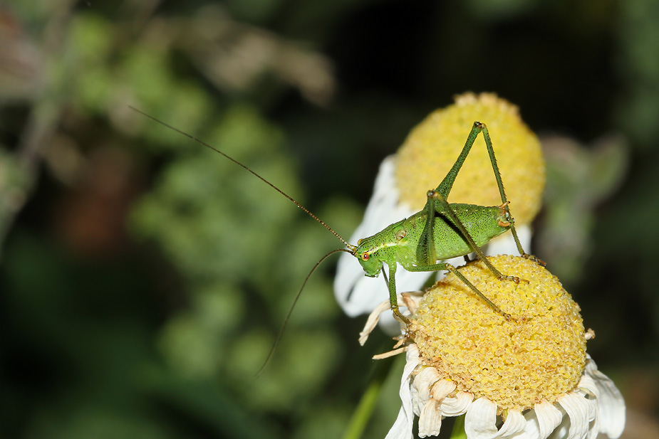 Leptophyes punctatissima_9609