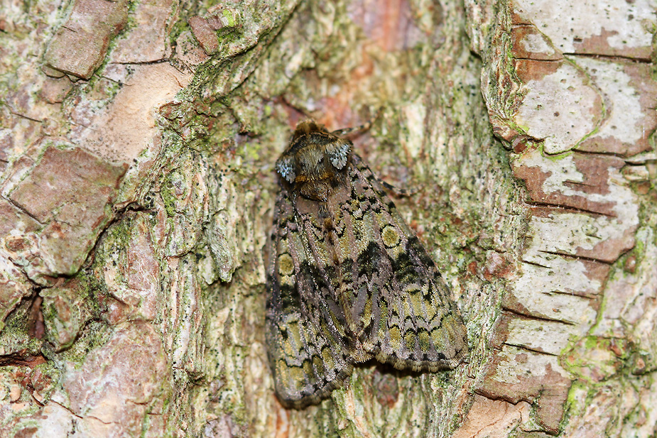 Craniophora ligustri_9648