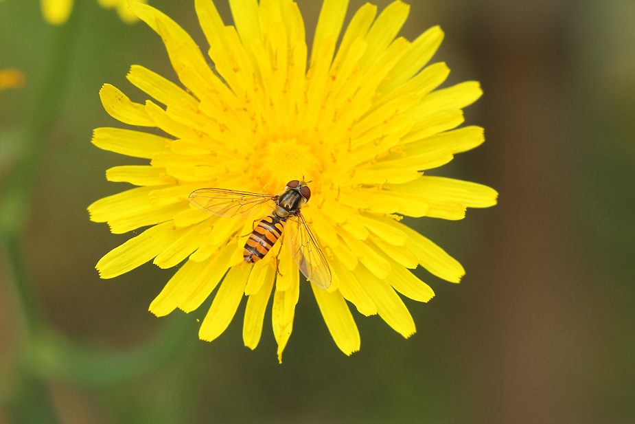 Episyrphus balteatus_9658