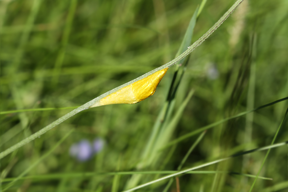 Zygaena lonicerae_9666