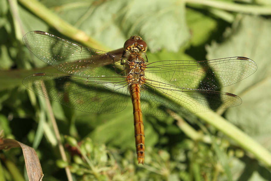 Sympetrum sp. Almindelig hedelibel / stor hedelibel_9712