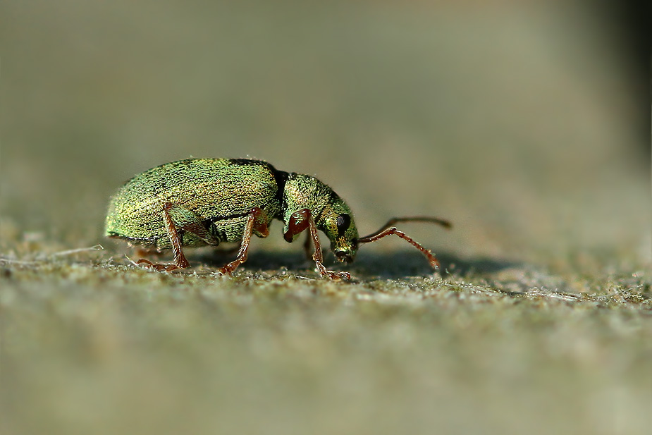 Phyllobius virideaeris_9750