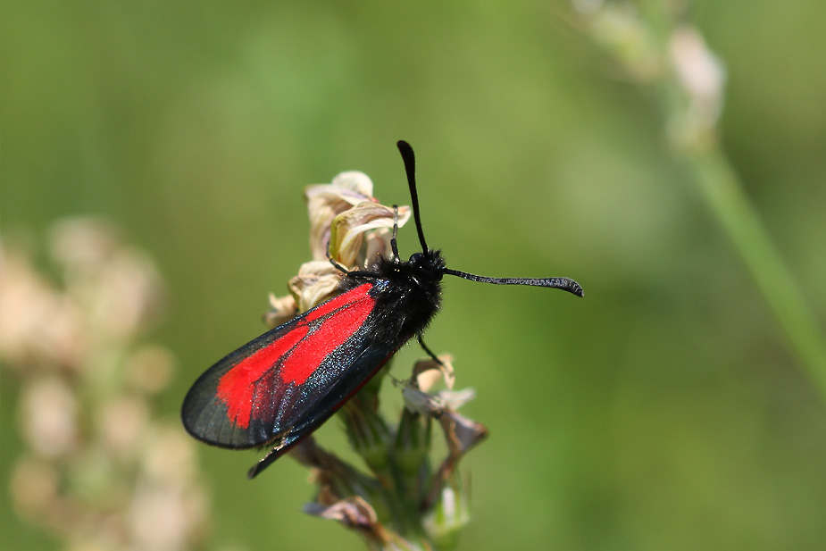 Zygaena purpuralis_9756