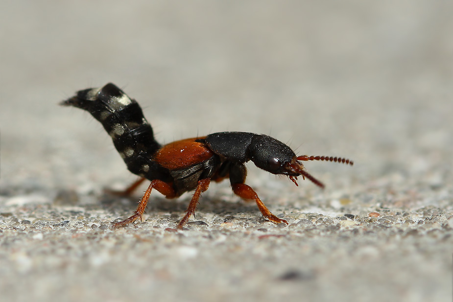 Platydracus stercorarius_9799