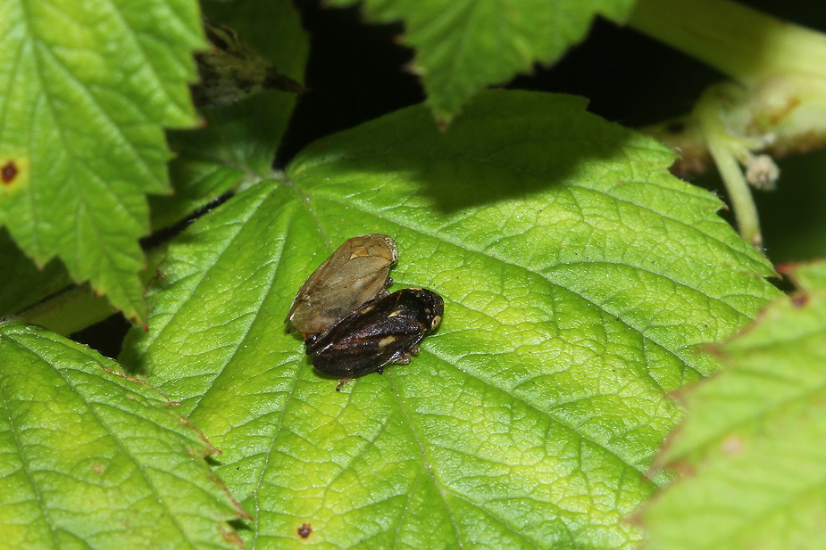 Philaenus spumarius_9838