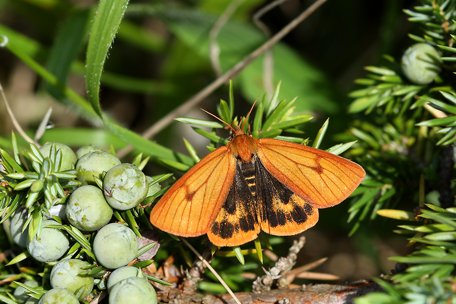 Diacrisia sannio_9844