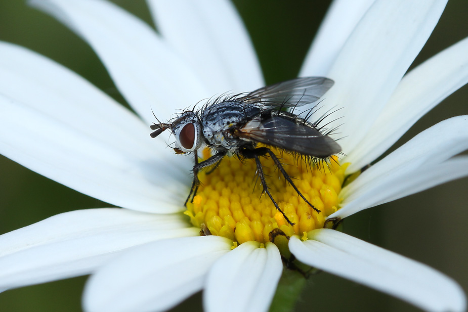 Demoticus plebejus_9874