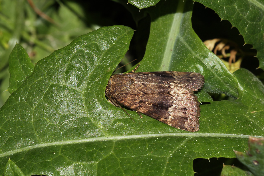 Amphipyra pyramidea_9925