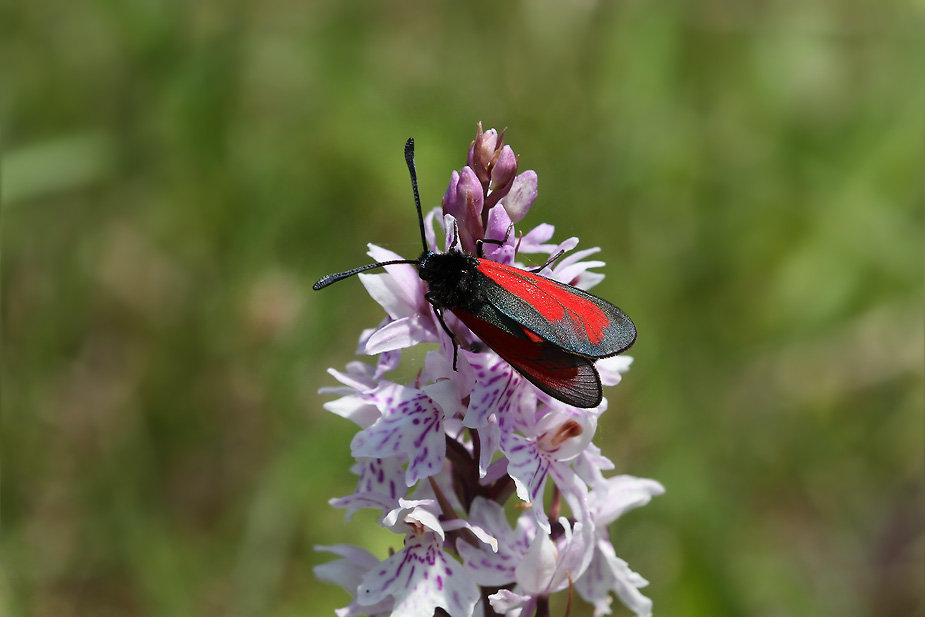 Zygaena purpuralis_9946
