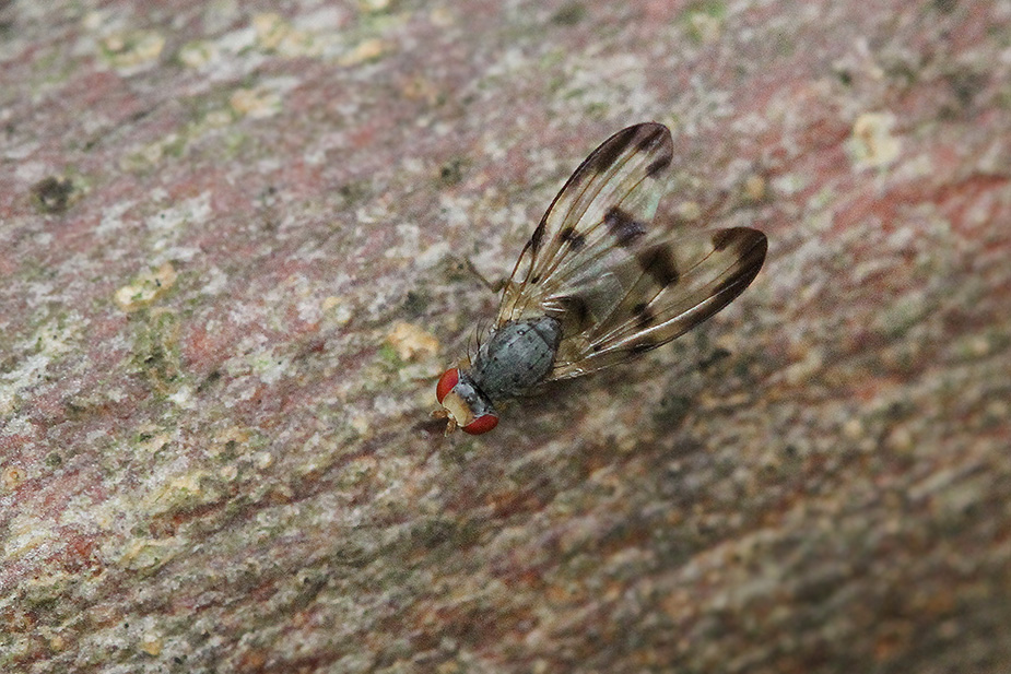 Palloptera umbellatarum_2086