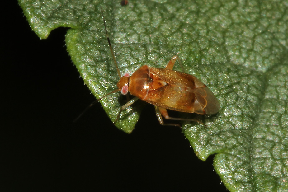 Pinalitus cervinus_0500