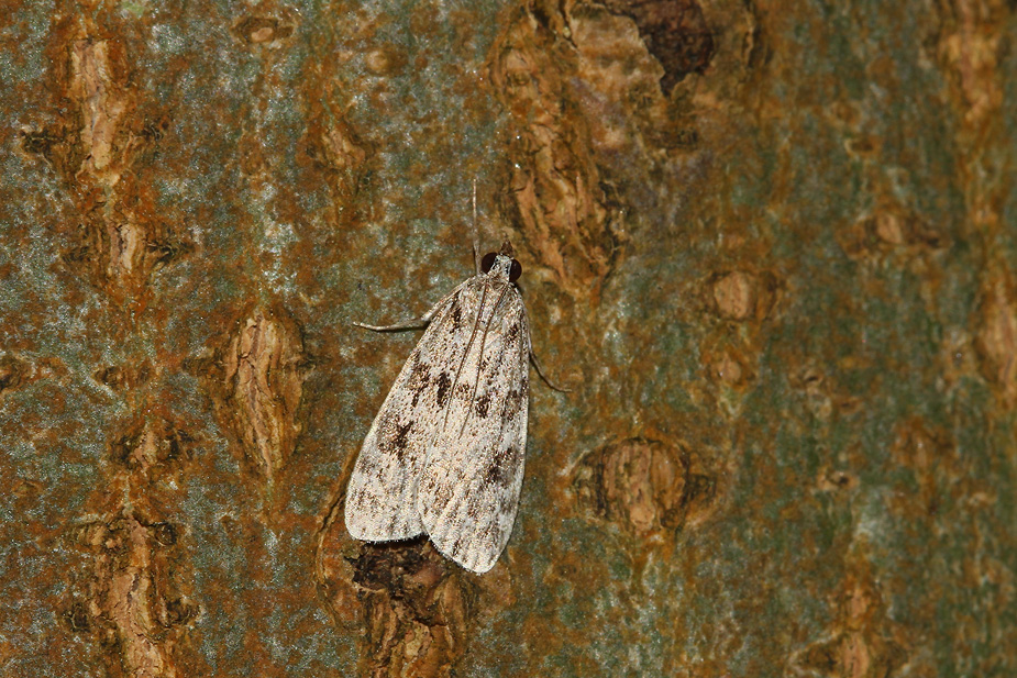 Scoparia basistrgalis_9478