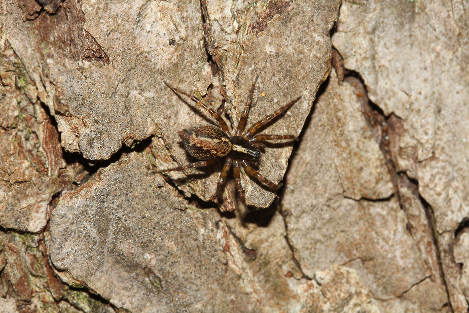 Textrix denticulata_0527